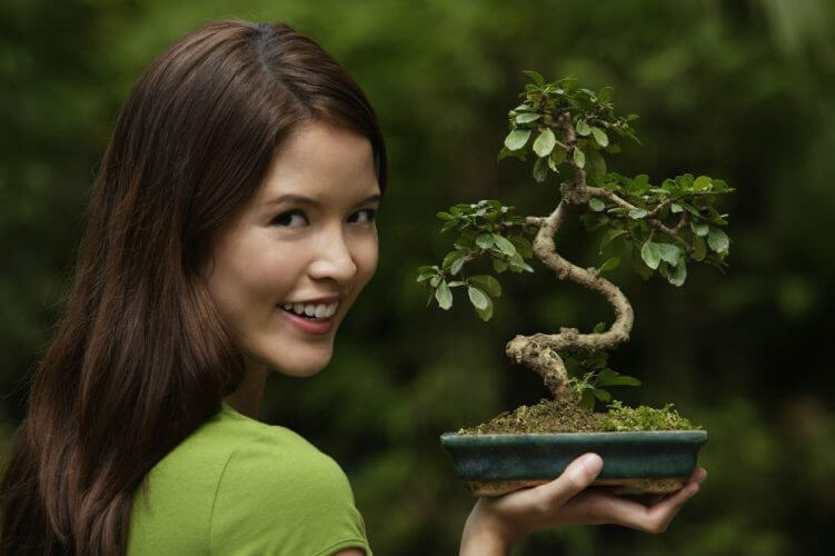 Bonsai For Beginners