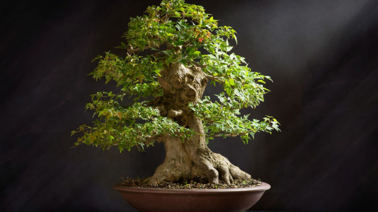 Bonsai Tree Maintenance