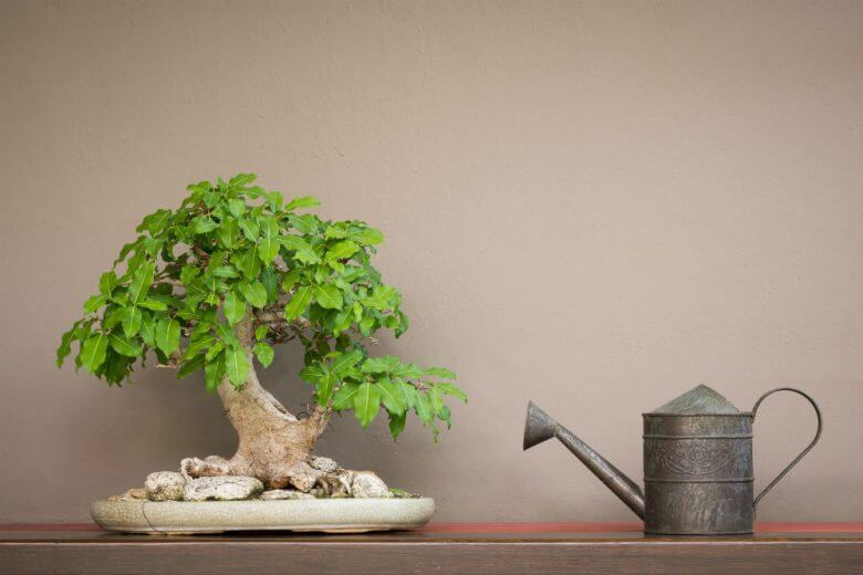 How to Grow a Bonsai Tree