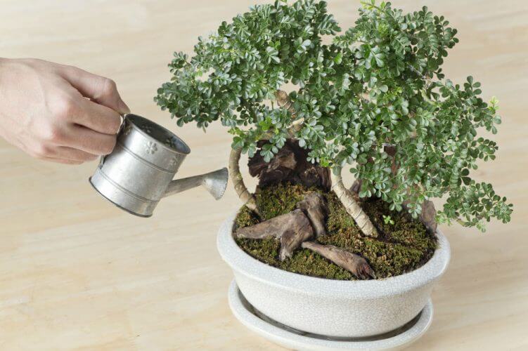 How to Take Care of a Bonsai Tree