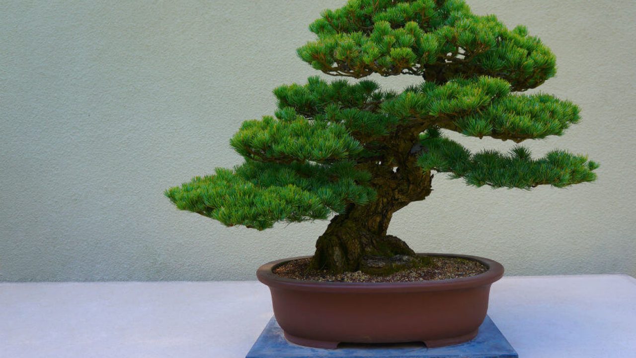 bonsai ligustrum nitida broom Flowering Ligustrum Bonsai Tree