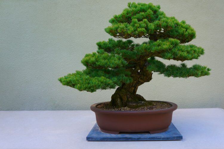 How to Train Your Bonsai