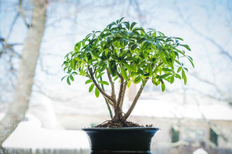 Best indoor bonsai tree for beginners