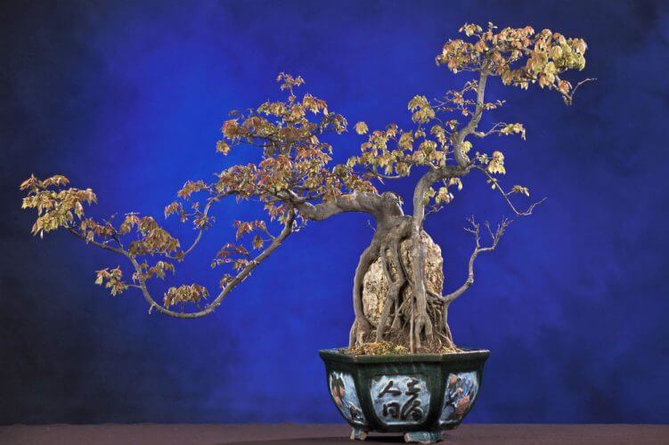 Bonsai Boys Flowering Gardenia Bonsai Tree - Medium jasminoides Miami supreme