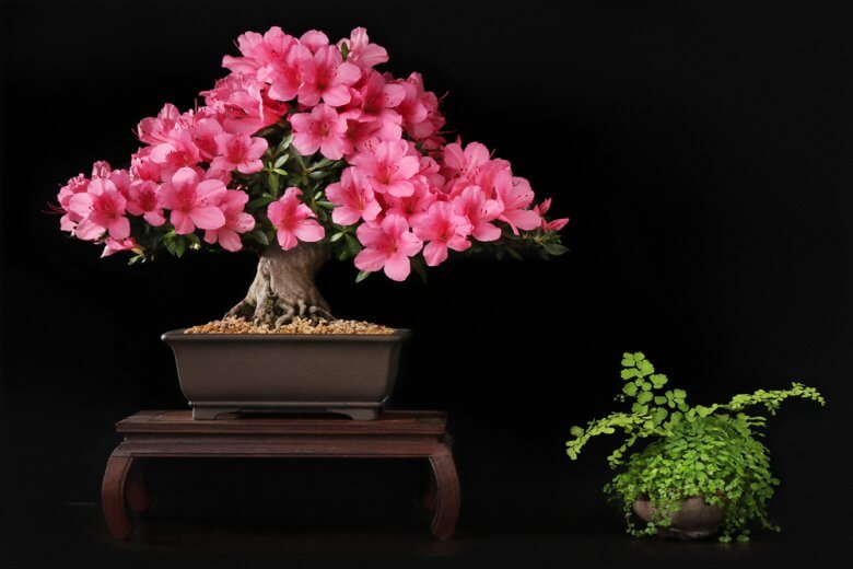 miniature azalea bonsai