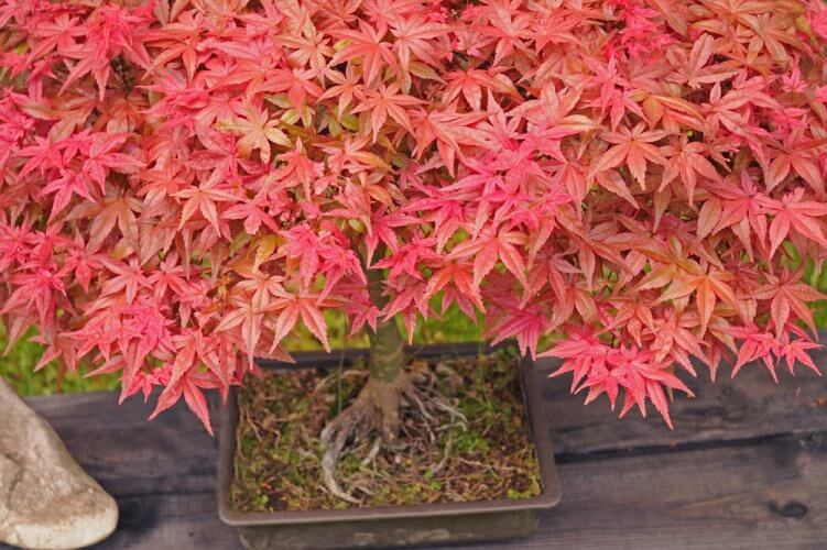 The-Japanese-Maple-Bonsai