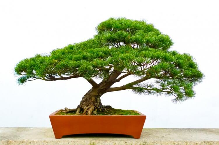 The-Pine-Bonsai