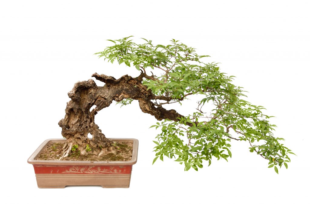 The 5 Basic Bonsai Tree Shaping Styles