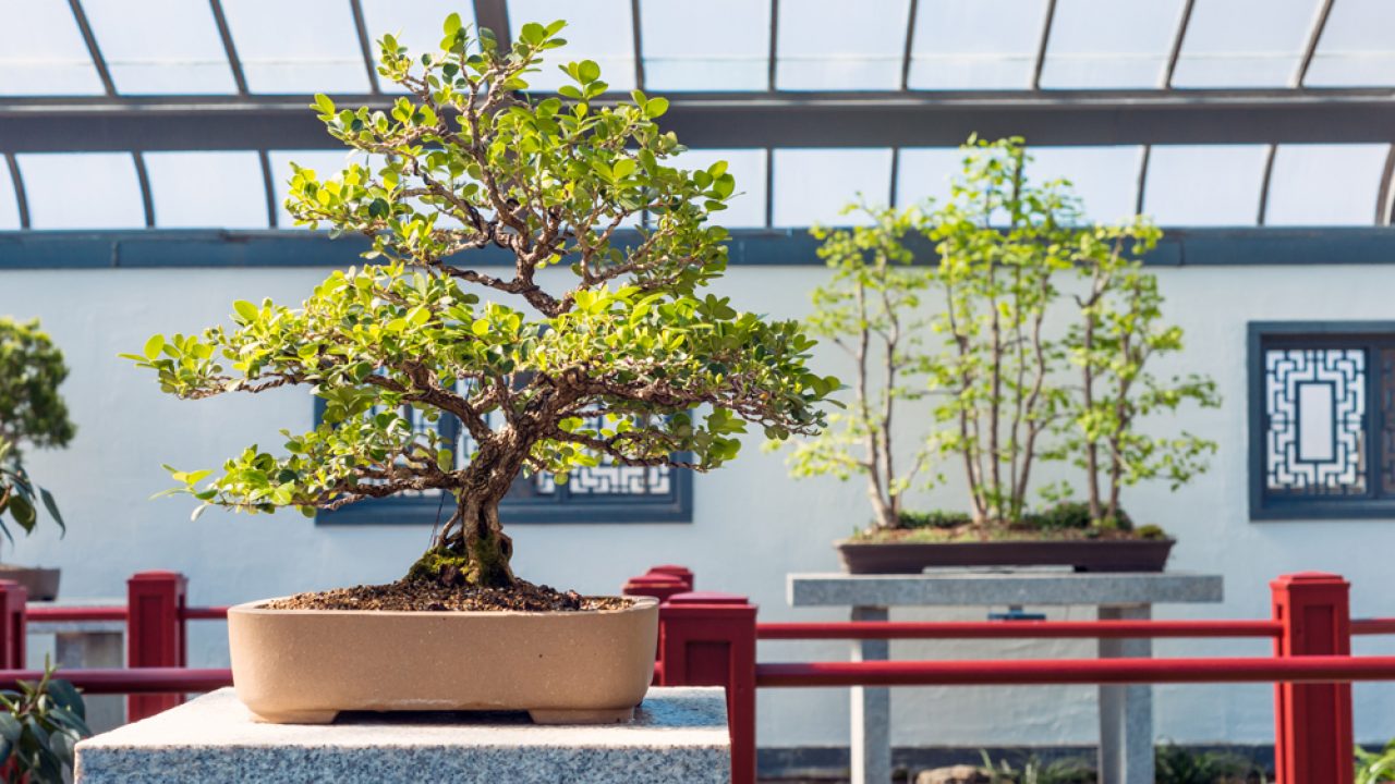 Bonsai - Miniature Boxwood Tree from ; Boxwood Bonsai trees  have dense growing habits and rough bark. This Bonsai Tree needs minimal  sunlight, perfect for an indoor environment. The Boxwood Bonsai Trees