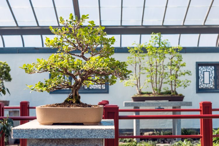 The-Boxwood-Bonsai