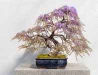 The Wisteria Bonsai