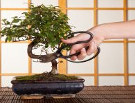 3 Essential Tools for Bonsai