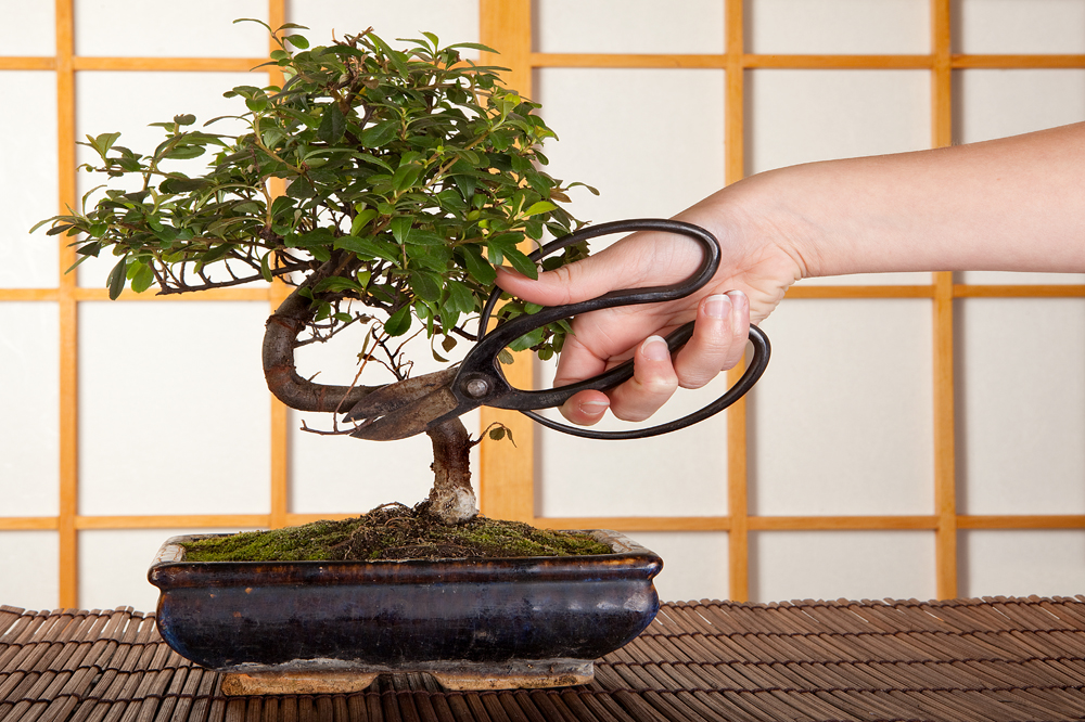 Tools for Bonsai