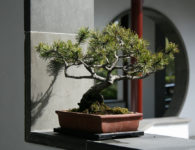 Bonsai Design Principles