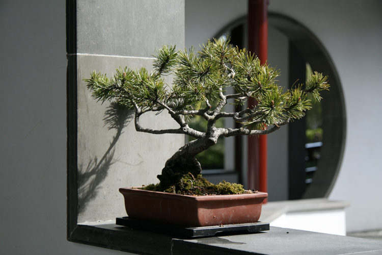 Bonsai Wiring Basics