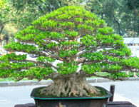 2 Bonsai Techniques You Must Know