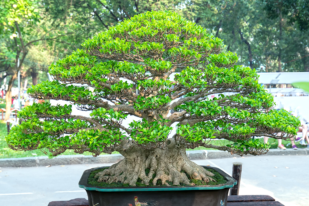 Bonsai Raffia - Wiring Aid For Branch Protection