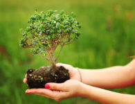 How to Select a Tree for Your First Bonsai