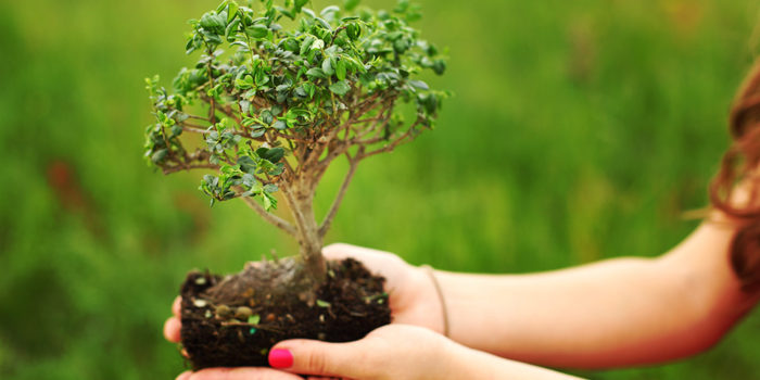 How to Select a Tree for Your First Bonsai