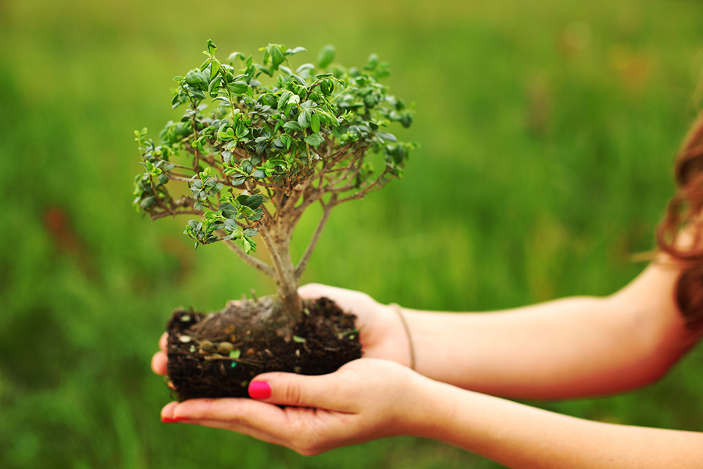 How to Select a Tree for Your First Bonsai